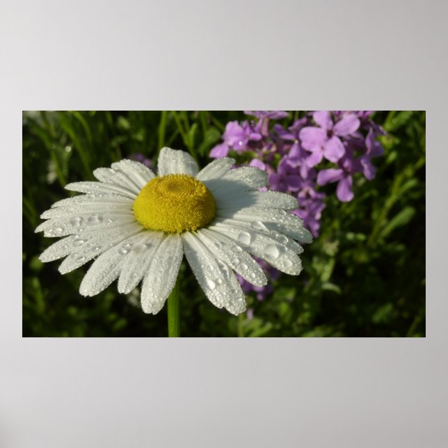 Daisy and Summer Lilac Wildflower Poster (Front)