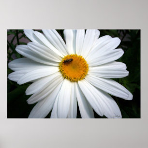 Daisy and The Bee Poster