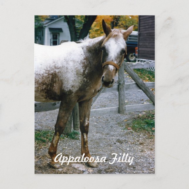 "Daisy"  Appaloosa Filly Postcard (Front)