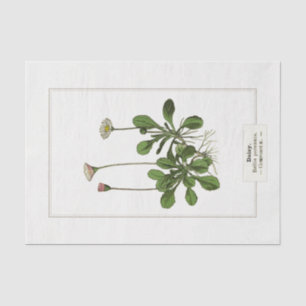 Daisy Botanical Illustration 1885 Tissue Paper