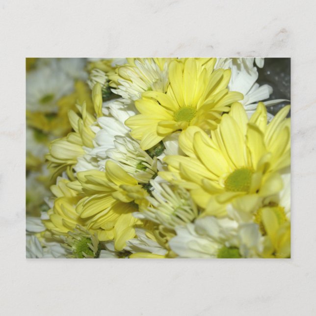 Daisy Bouquets Postcard (Front)