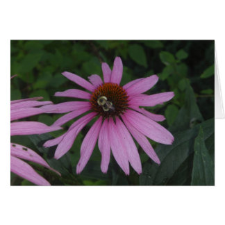 Daisy Bumble