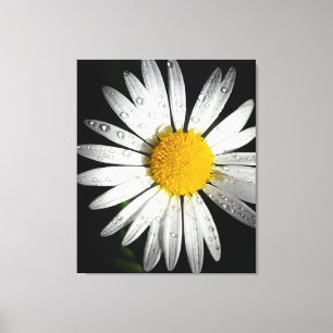 Daisy Canvas Print