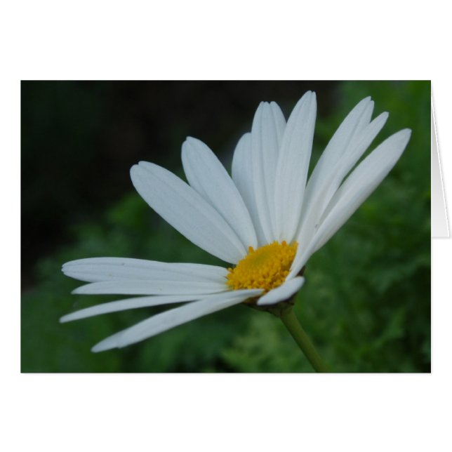 Daisy Card (Front Horizontal)