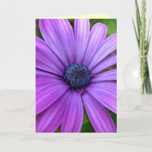Daisy Card Wild Flowers Custom Greeting Cards