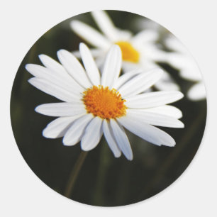 Daisy Classic Round Sticker