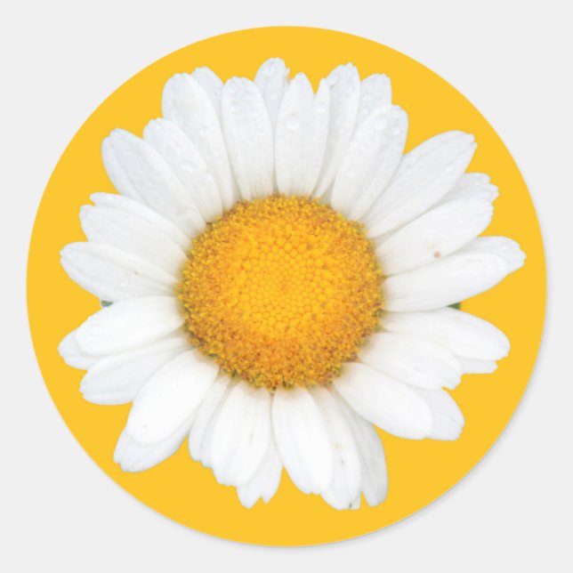 Daisy Classic Round Sticker (Front)