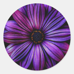 Daisy Classic Round Sticker