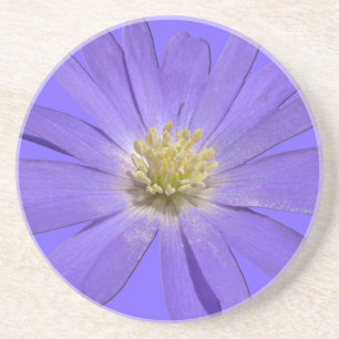 Daisy Coasters Wildflower Daisy Decor & Gifts
