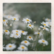 Daisy & Cottagecore aesthetic