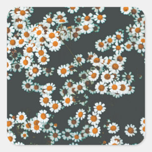 Daisy Daisies Floral Square Sticker