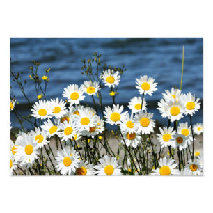 Daisy-Daisy Photo Print