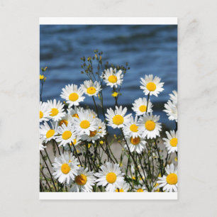 Daisy-Daisy Postcard