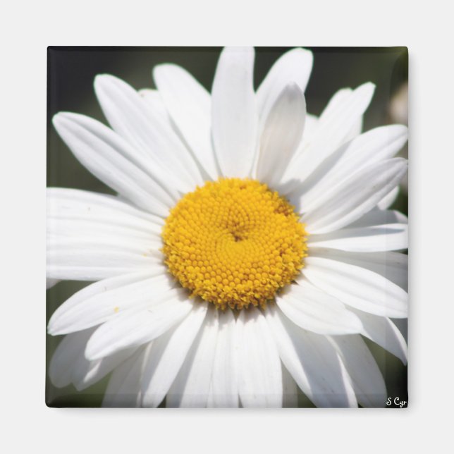 Daisy Darling Magnet (Front)