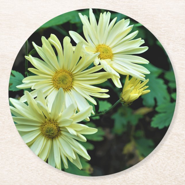 Daisy Delight Coasters (Front)