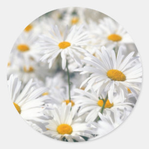 Daisy Design Classic Round Sticker