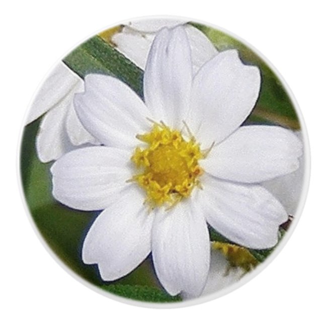 Daisy Drawer Pull (Front)