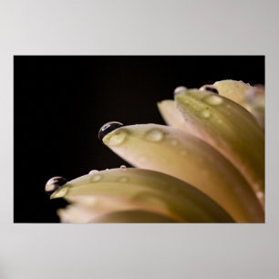 Daisy Droplet Poster