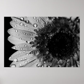 Daisy Droplets (Black and White) Poster