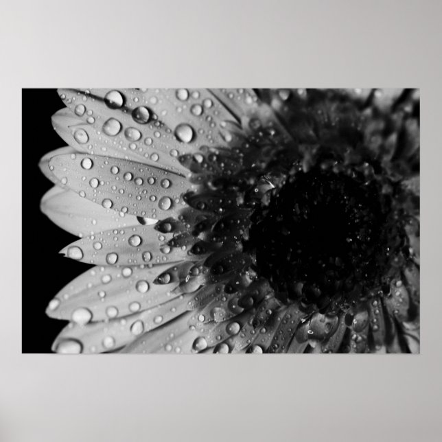Daisy Droplets (Black and White) Poster (Front)