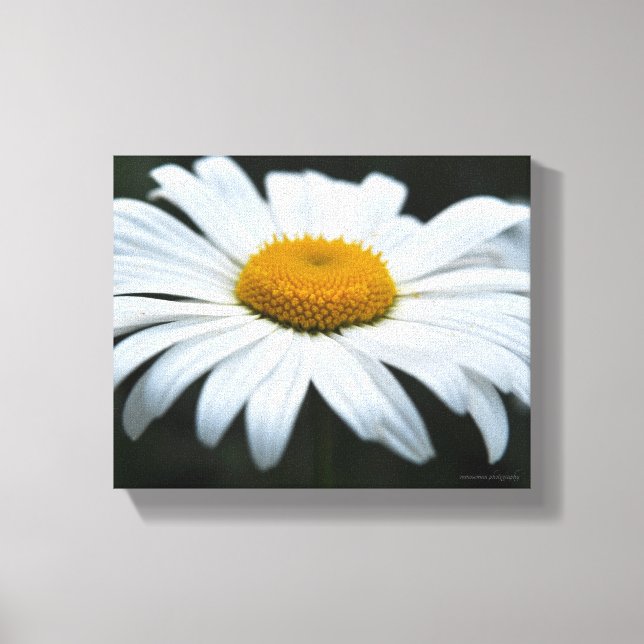 Daisy - Face Up Canvas Print (Front)