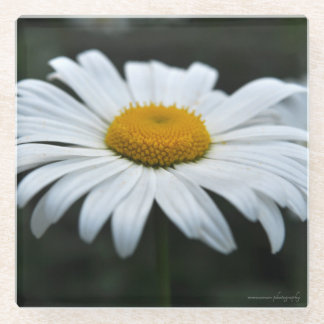 Daisy - Face Up Glass Coaster