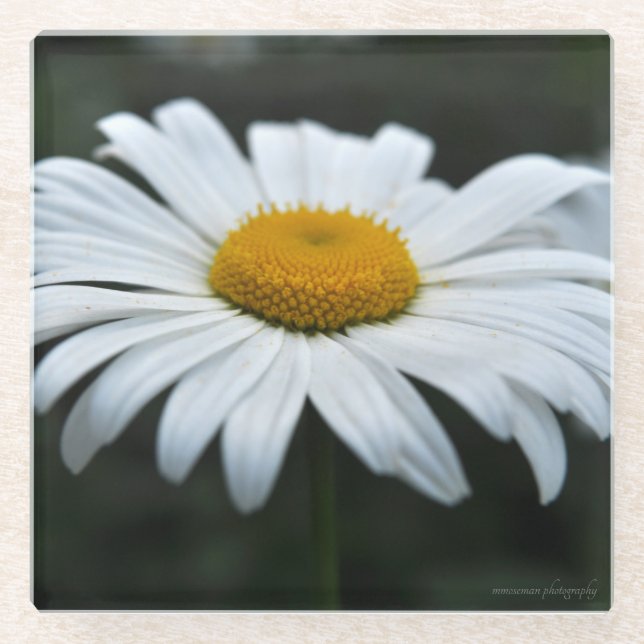 Daisy - Face Up Glass Coaster (Front)
