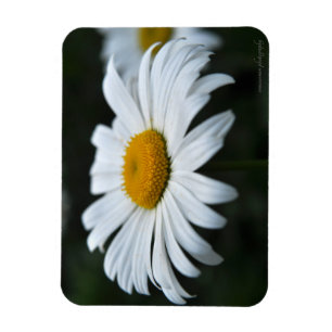 Daisy - Face Up Magnet