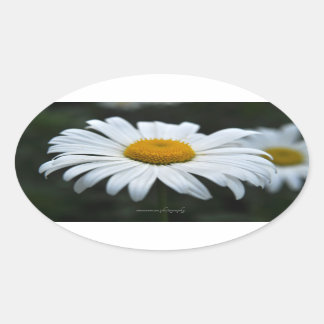Daisy - Face Up Oval Sticker