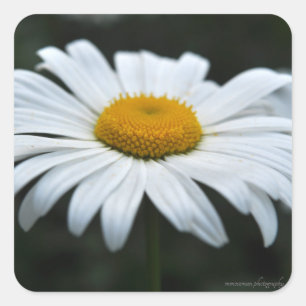 Daisy - Face Up Square Sticker