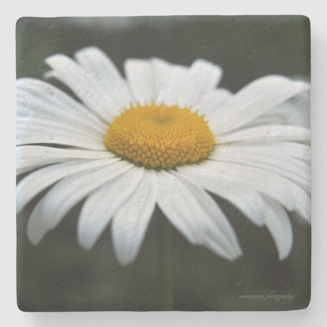 Daisy - Face Up Stone Coaster (Front)