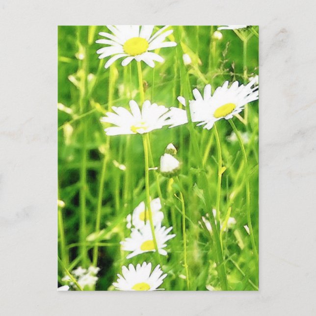 Daisy Field / Meadow Postcard (Front)