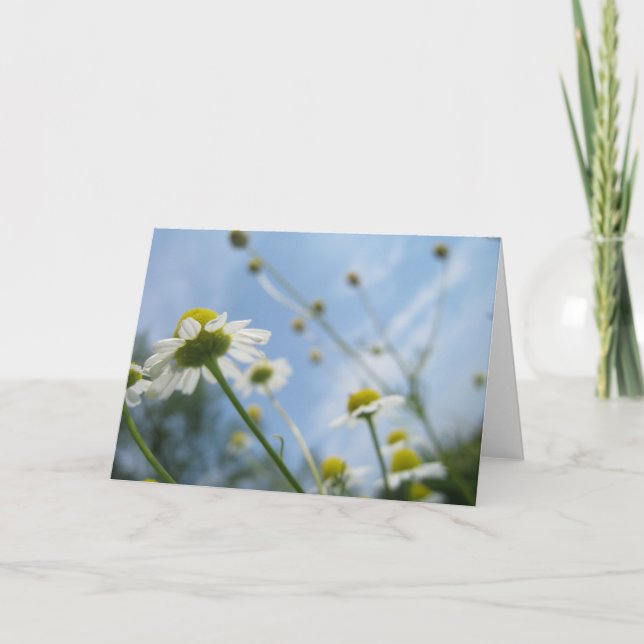 Daisy Field Stationary Note Card (Front)
