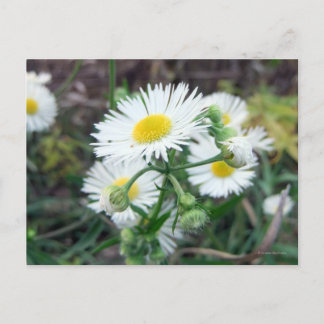 Daisy Fleabane Horizontal Postcard