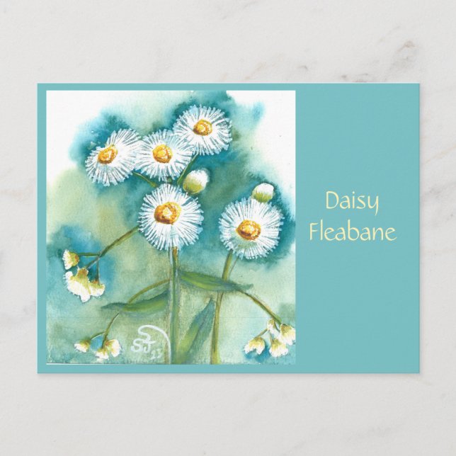 Daisy Fleabane Post Card (Front)
