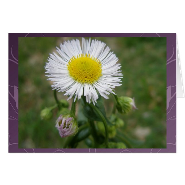 Daisy Fleabane Wildflower (Front Horizontal)