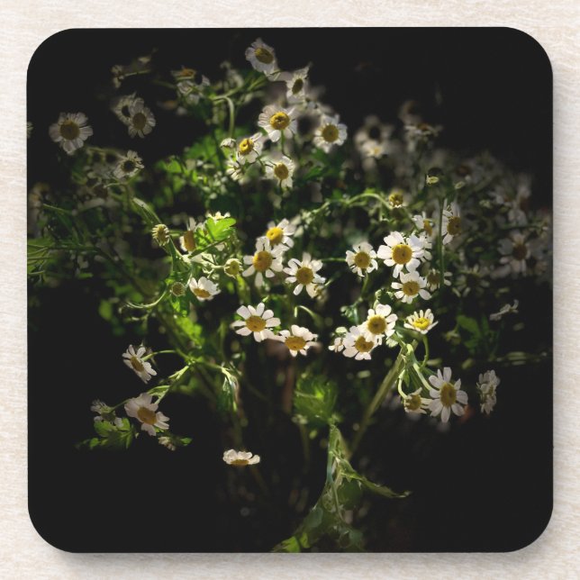 Daisy,  Flower, Bellis perennis Coaster (Front)