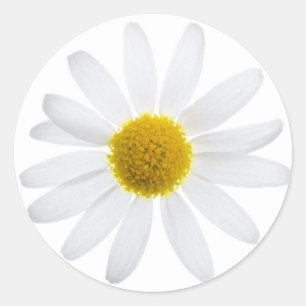 Daisy flower classic round sticker