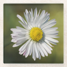 Daisy Flower