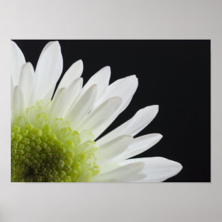 Daisy Flower on Black Poster