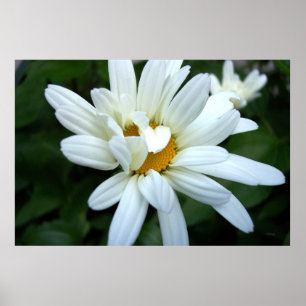 Daisy Flower Opening up Poster