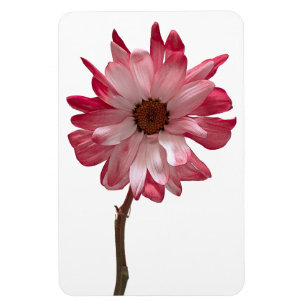 Daisy Flower Photo Magnet