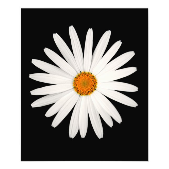 Daisy flower photo print (Front)