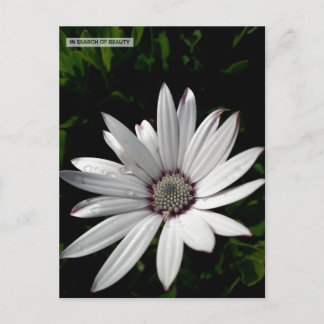 Daisy Flower postcard