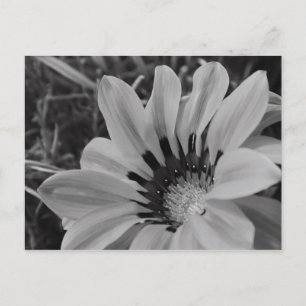 Daisy Flower Postcard