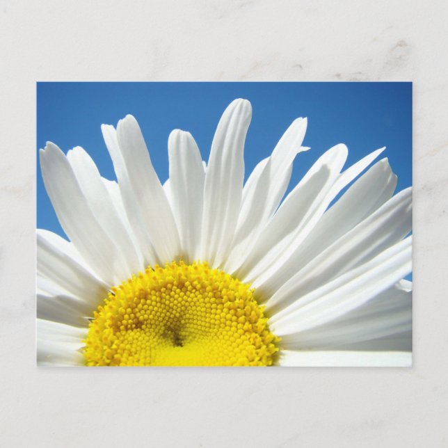 Daisy Flower postcards custom Add Your Test (Front)