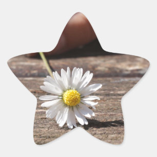 Daisy Flower Star Sticker