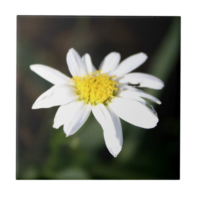 Daisy Flower Tile (Front)