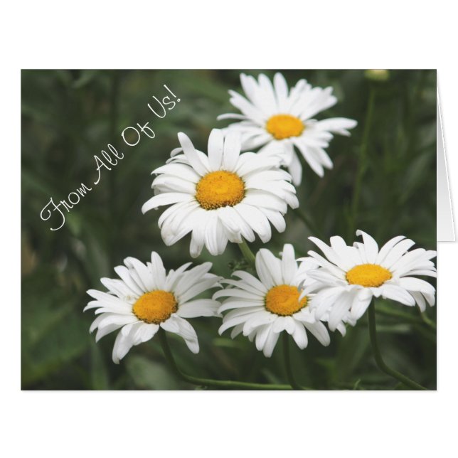 Daisy Flowered Designer (Front Horizontal)