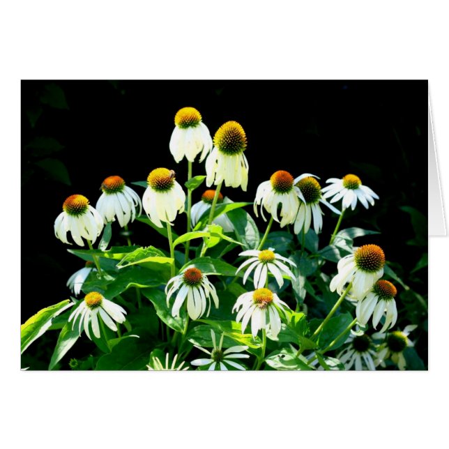 Daisy flowers (Front Horizontal)